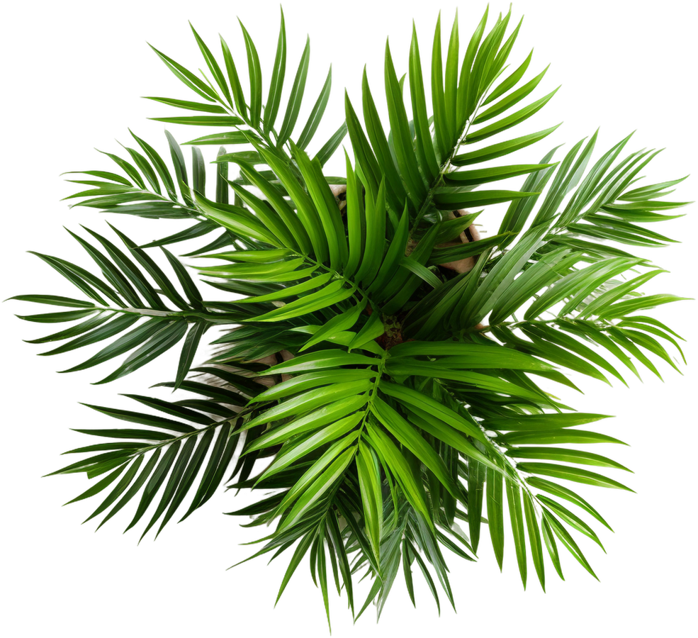 Green Areca House Plant